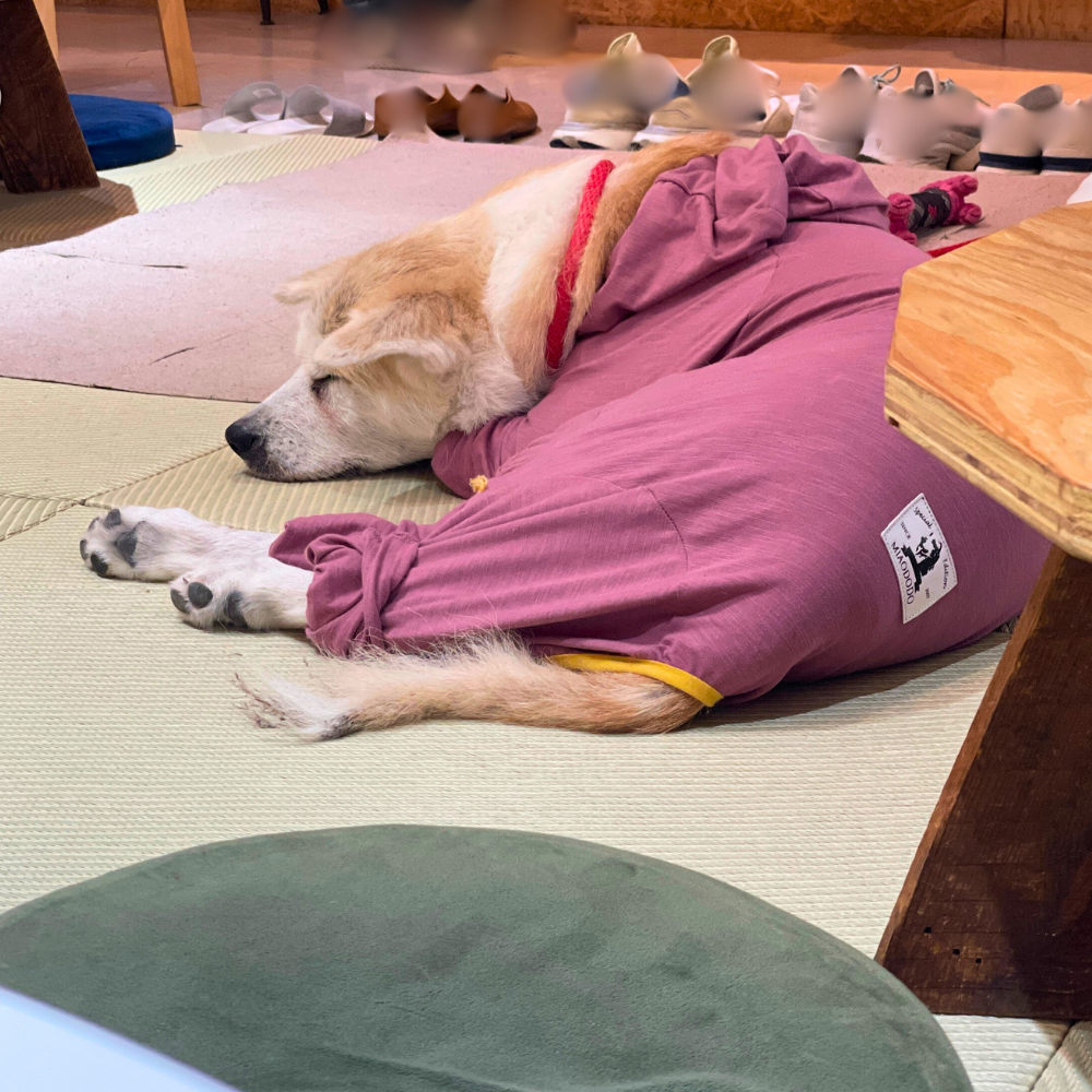 優美堂の看板犬・秋田犬ののちゃんが寝ている様子