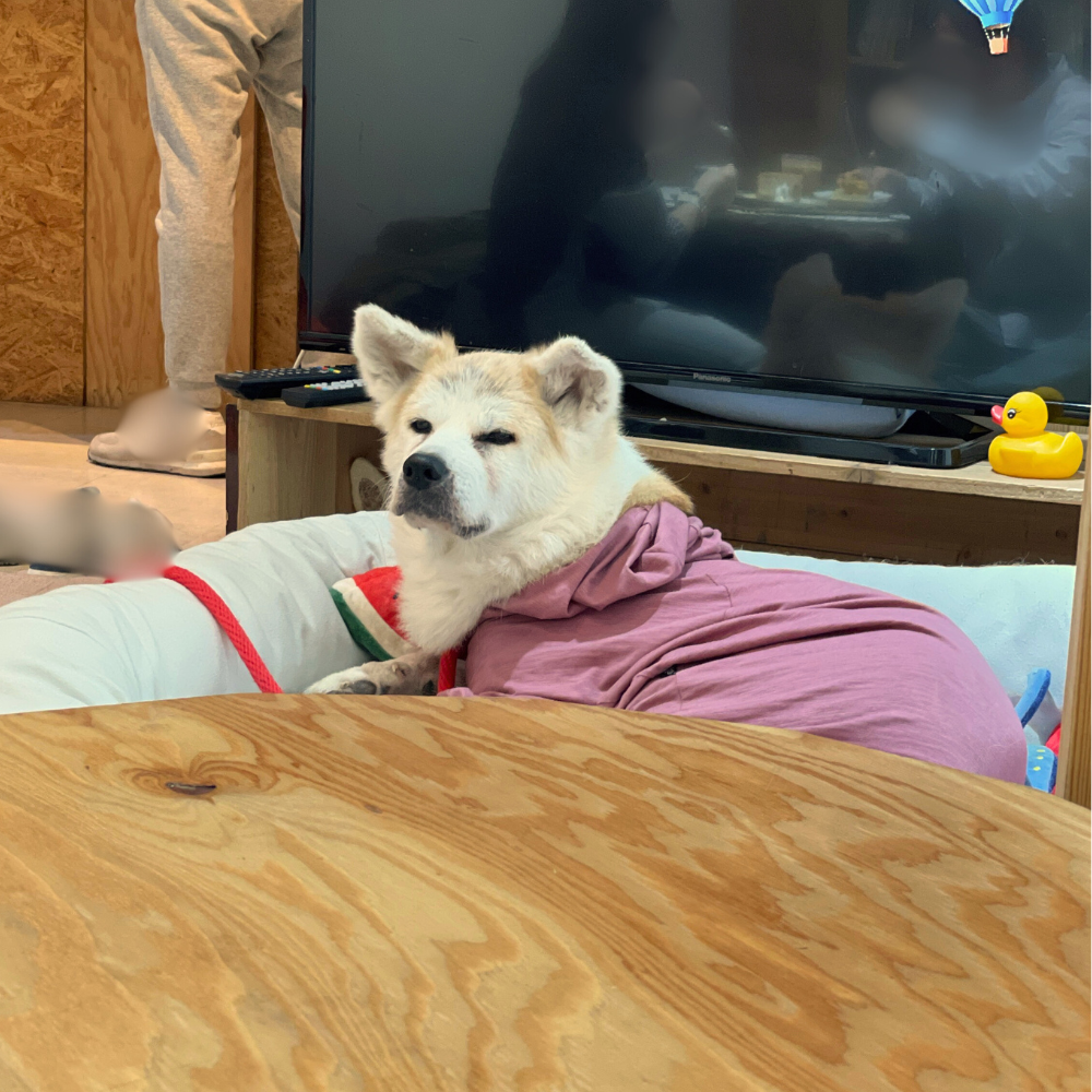 優美堂の看板犬・秋田犬ののちゃん